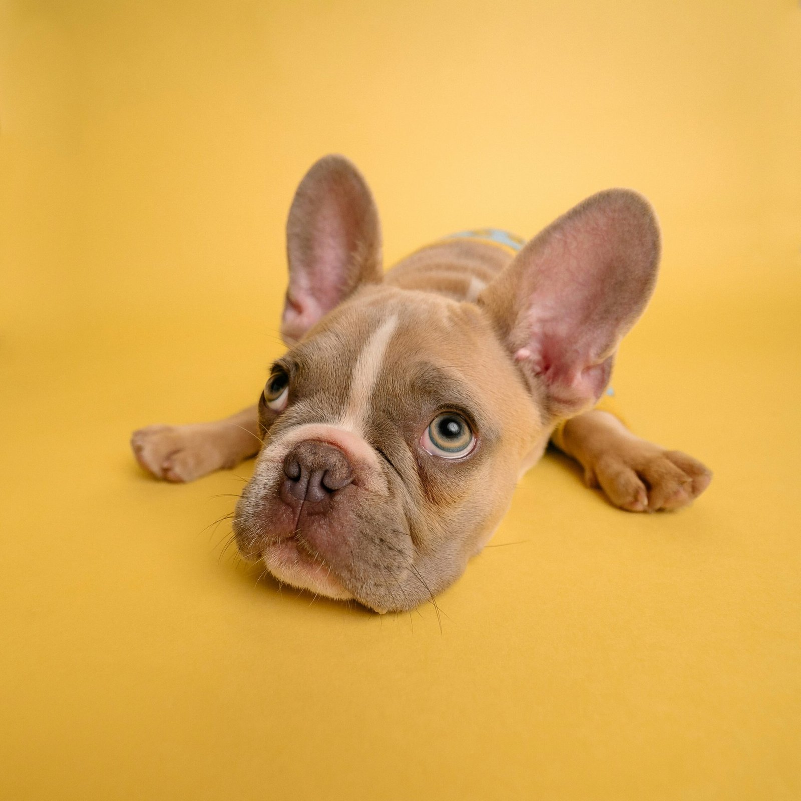 Absolute Dogs, illustrative industry photograph